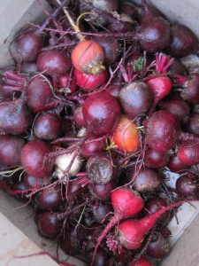 Beet_beet